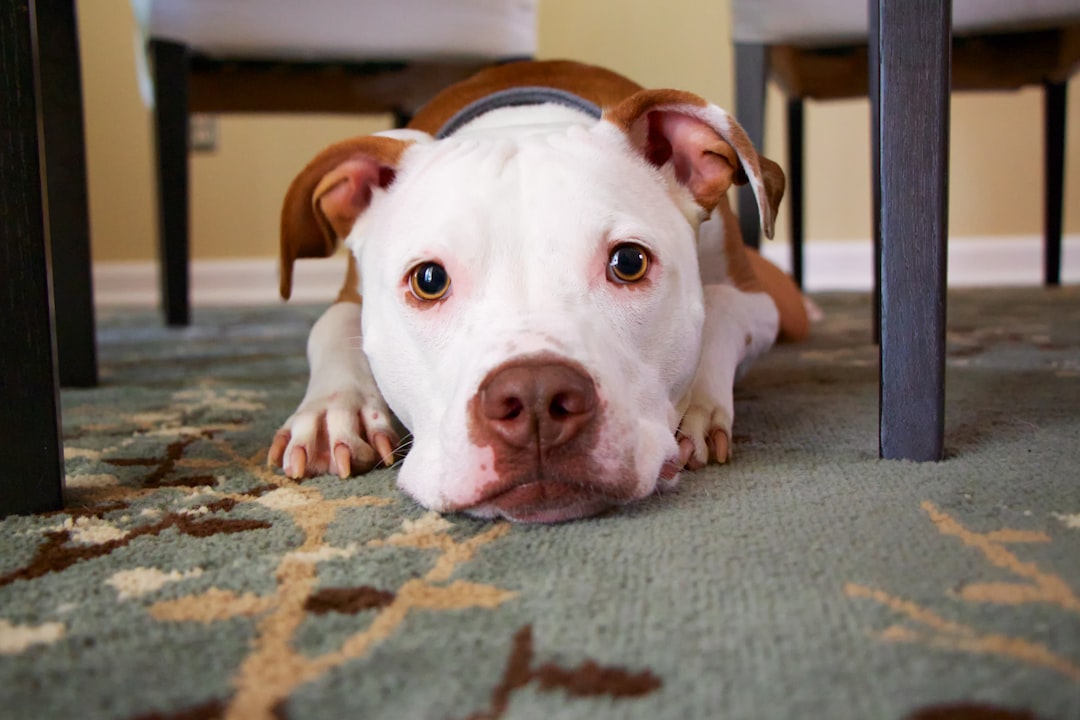 Creating a Dog Splash Pad: A Fun Way to Keep Your Pup Cool